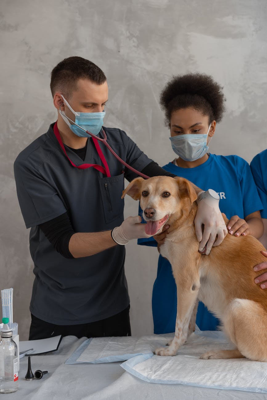man in scrub suit checking the brown short coated dog