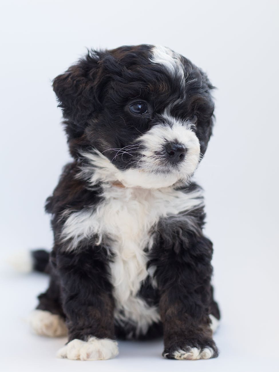 white and black terrier
