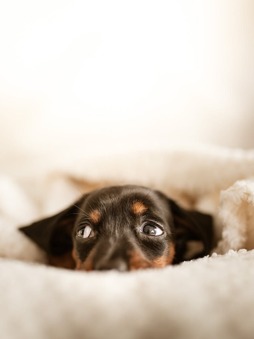 cute dachshund puppy lying on comfy bed