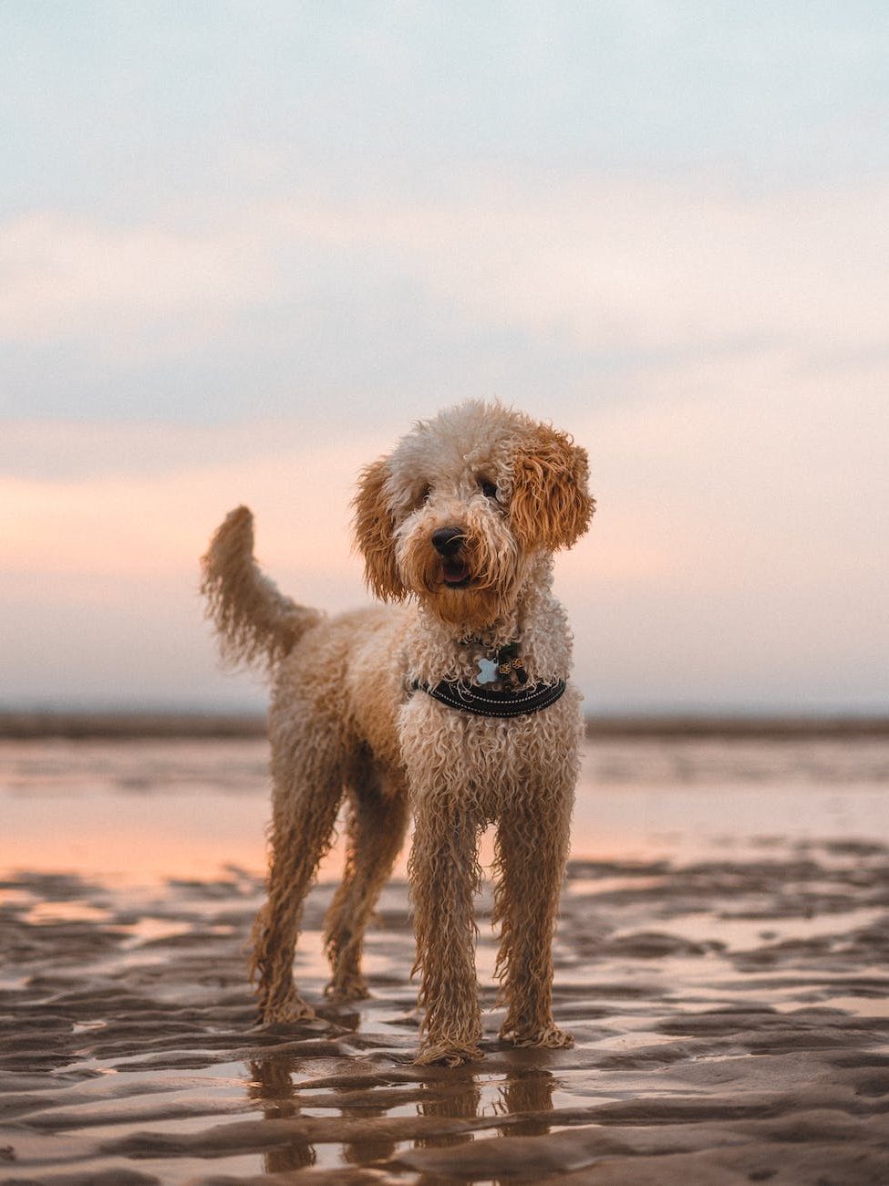 a dog standing on the beach